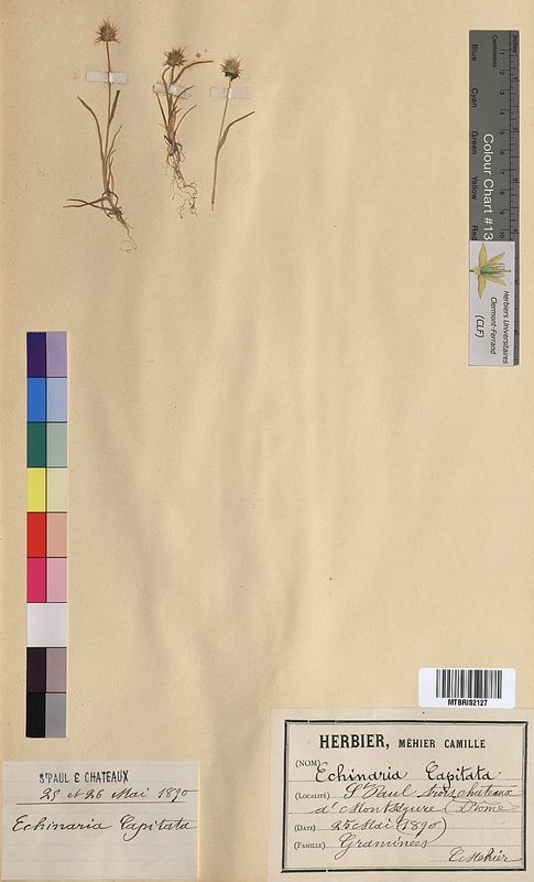 Echinaria capitata (Poaceae)
