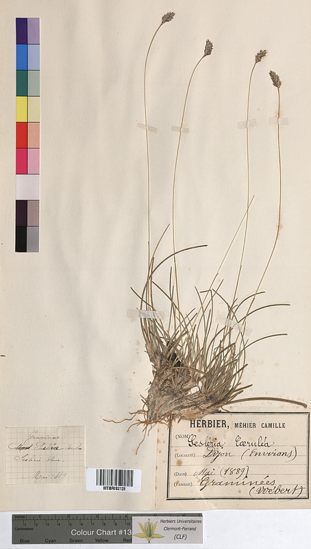 Sesleria caerulea (Poaceae)