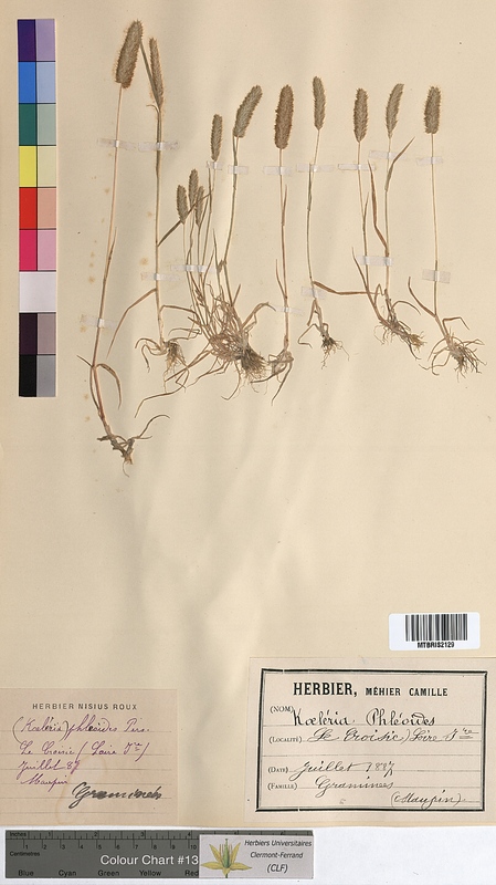 Koeleria phleoides (Poaceae)