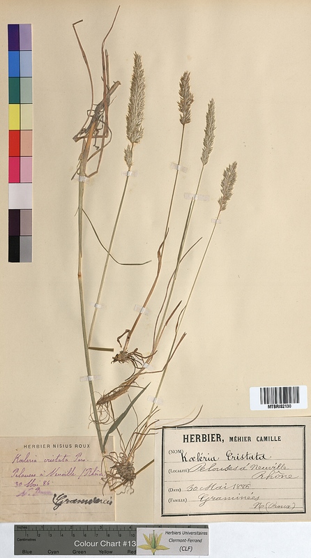 Koeleria cristata (Poaceae)