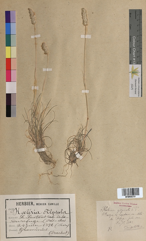 Koeleria alpicola (Poaceae)