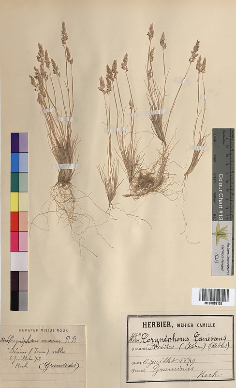 Corynephorus canescens (Poaceae)