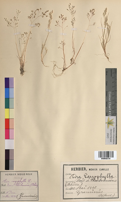 Aira caryophyllea (Poaceae)