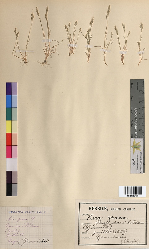 Aira praecox (Poaceae)