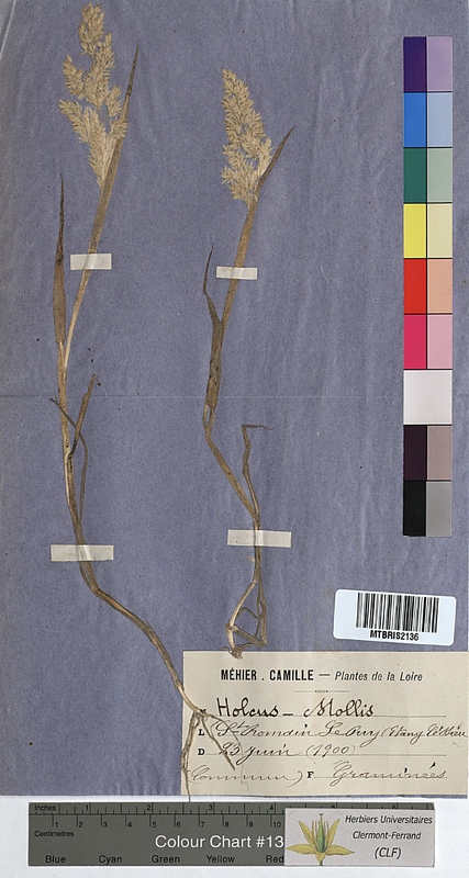 Holcus mollis (Poaceae)