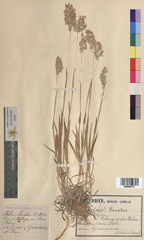 Holcus lanatus (Poaceae)