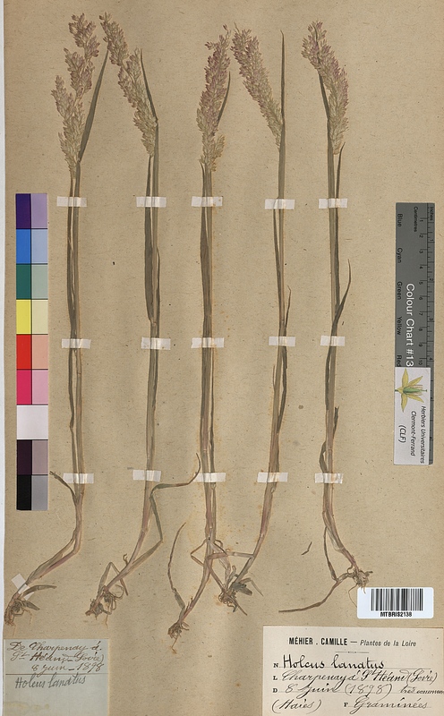Holcus lanatus (Poaceae)