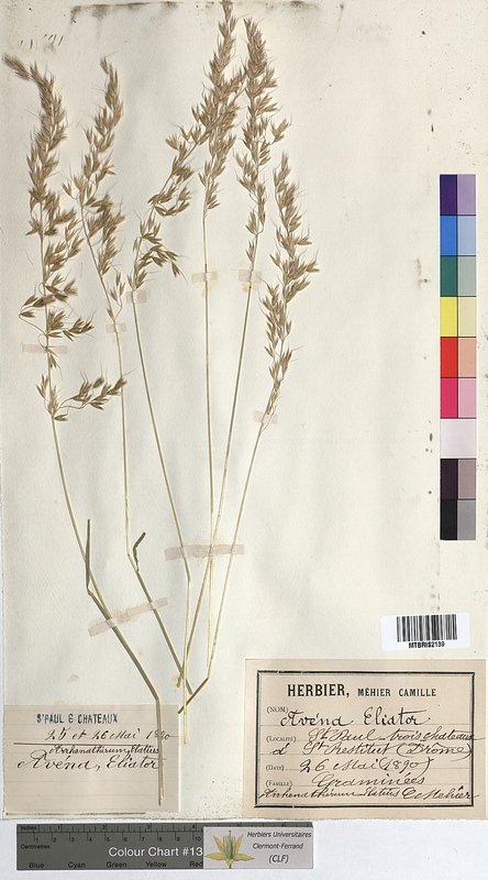 Avena elatior (Poaceae)
