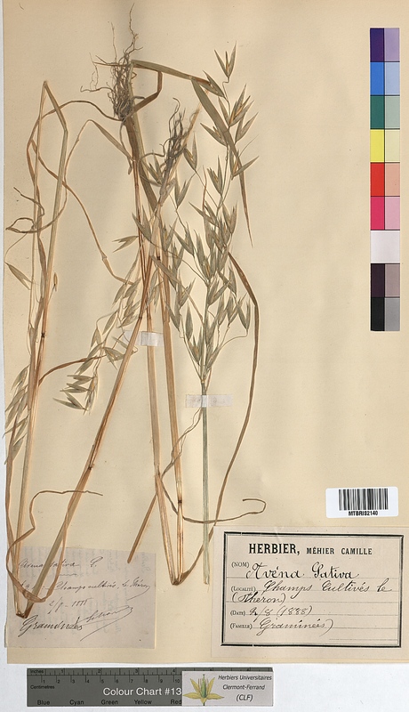 Avena sativa (Poaceae)