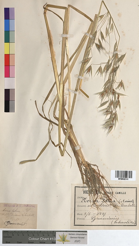 Avena fatua (Poaceae)