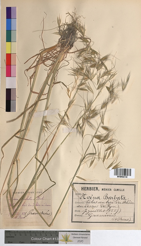 Avena barbata (Poaceae)