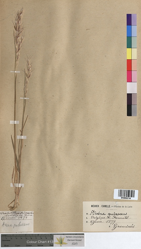 Avena pubescens (Poaceae)