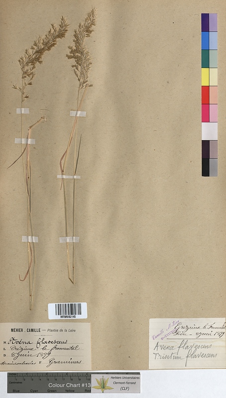 Avena flavescens (Poaceae)