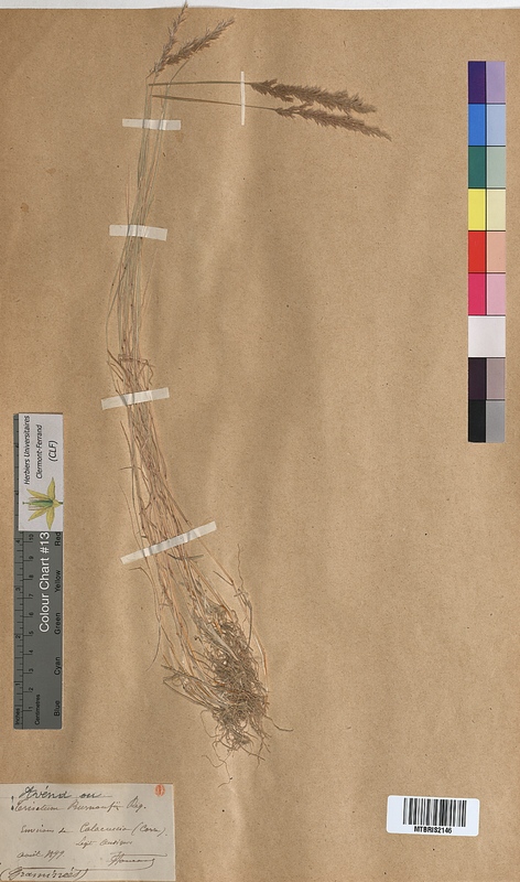 Trisetum burnoufii (Poaceae)