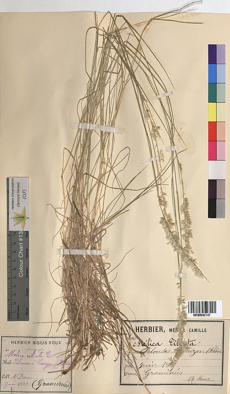 Melica ciliata (Poaceae)