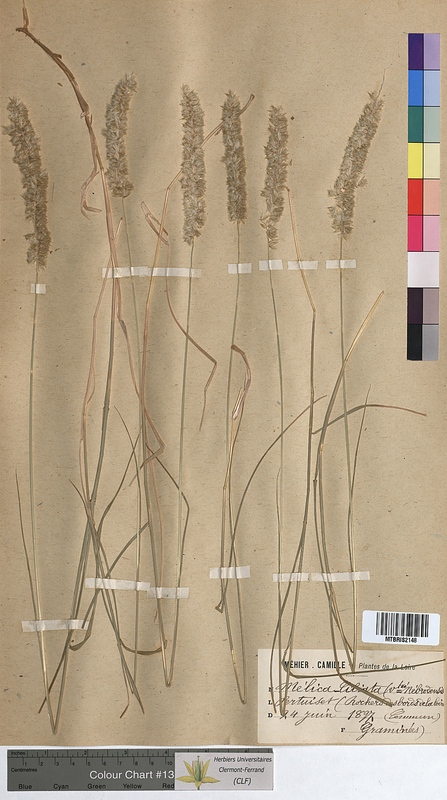 Melica ciliata (Poaceae)