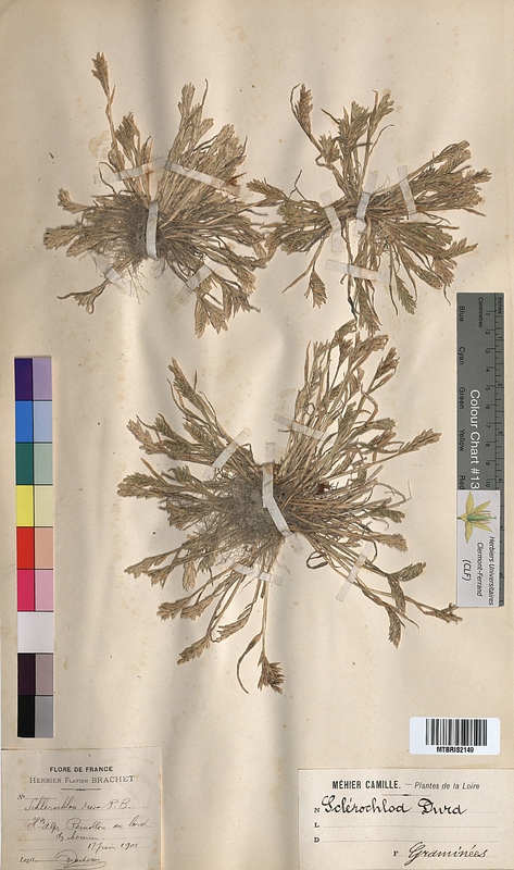Sclerochloa dura (Poaceae)