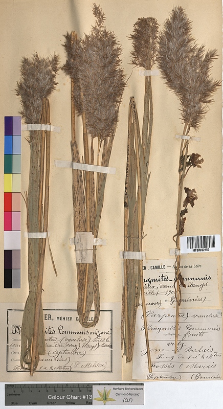 Phragmites communis (Poaceae)