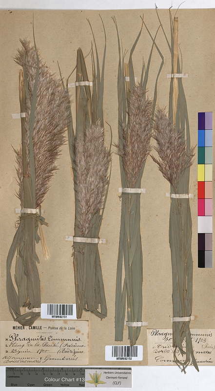 Phragmites communis (Poaceae)