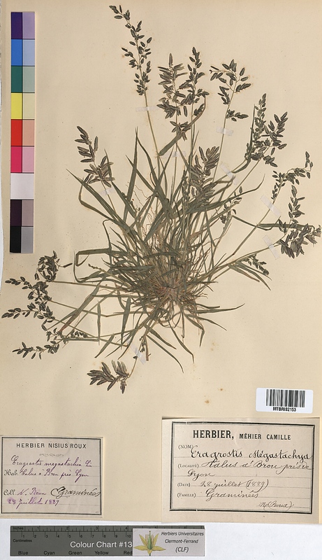 Eragrostis megastachya (Poaceae)