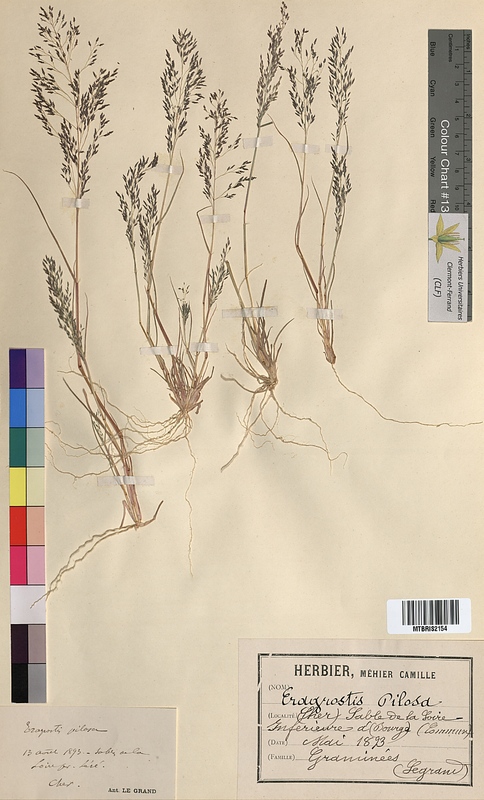 Eragrostis pilosa (Poaceae)