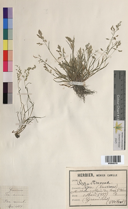 Poa annua (Poaceae)