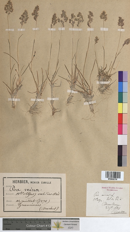 Poa minor (Poaceae)