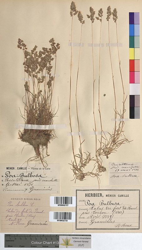 Poa bulbosa (Poaceae)