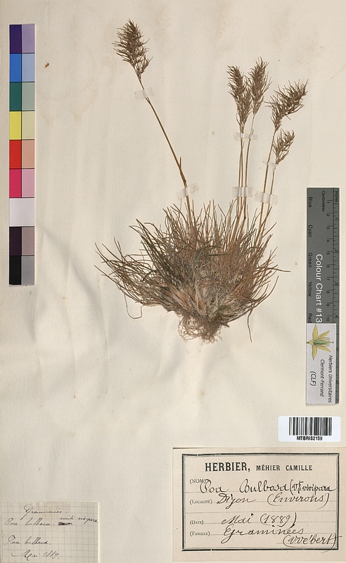 Poa bulbosa (Poaceae)