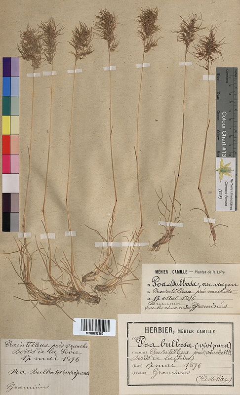 Poa bulbosa (Poaceae)