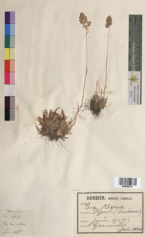 Poa alpina (Poaceae)