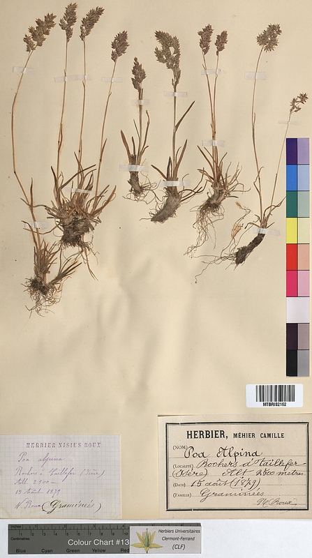 Poa alpina (Poaceae)
