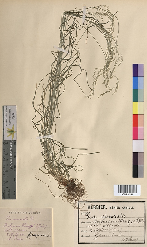 Poa nemoralis (Poaceae)