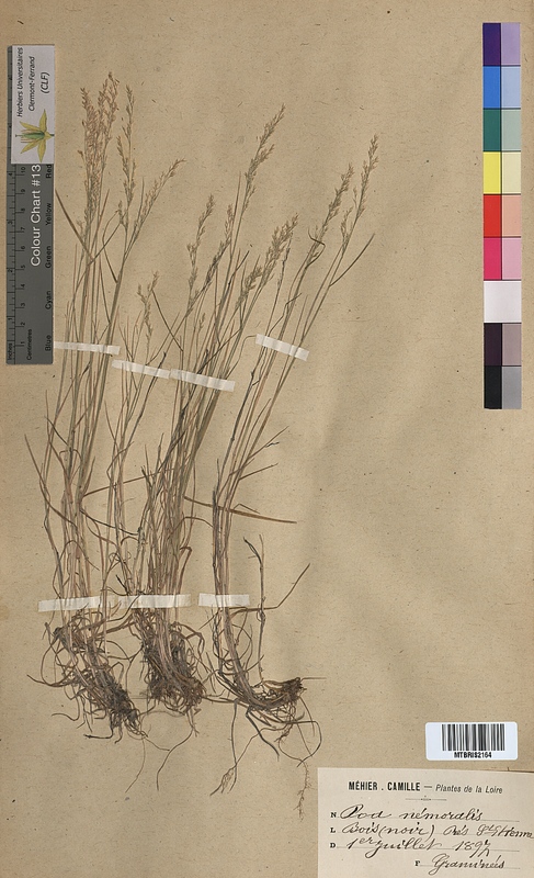 Poa nemoralis (Poaceae)
