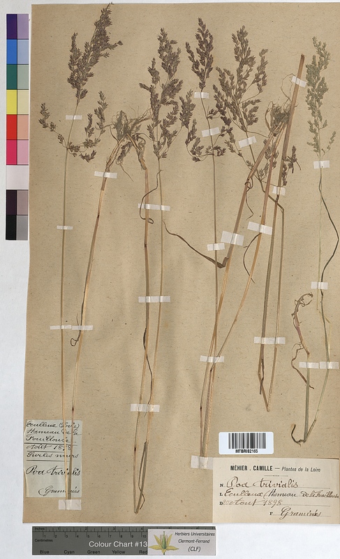 Poa trivialis (Poaceae)
