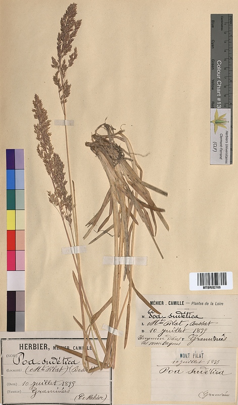 Poa sudetica (Poaceae)