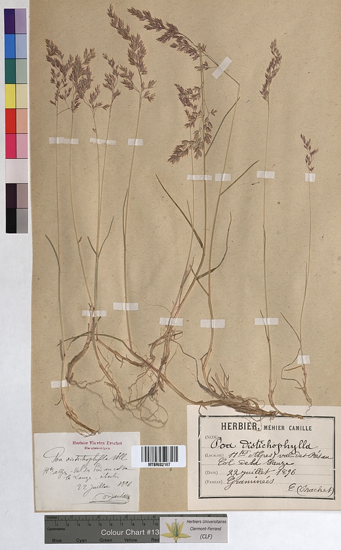 Poa distichophylla (Poaceae)