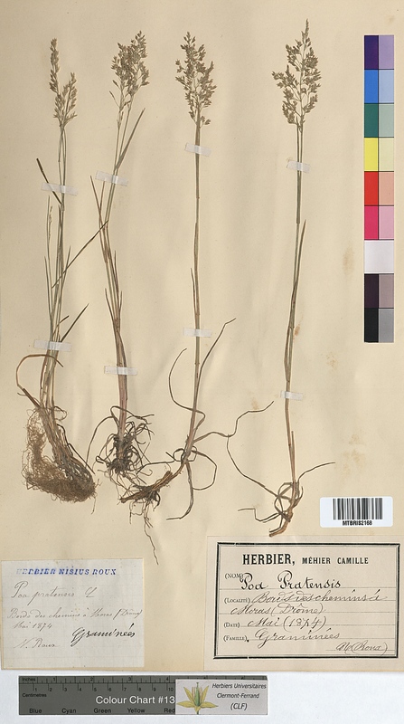 Poa pratensis (Poaceae)
