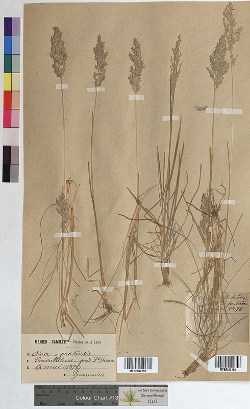 Poa pratensis (Poaceae)