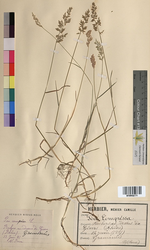Poa compressa (Poaceae)