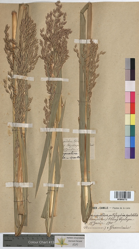 Poa aquatica (Poaceae)