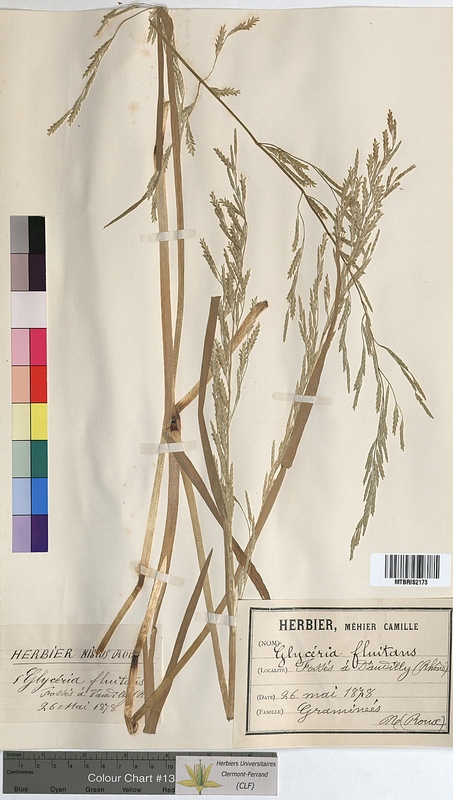 Glyceria fluitans (Poaceae)