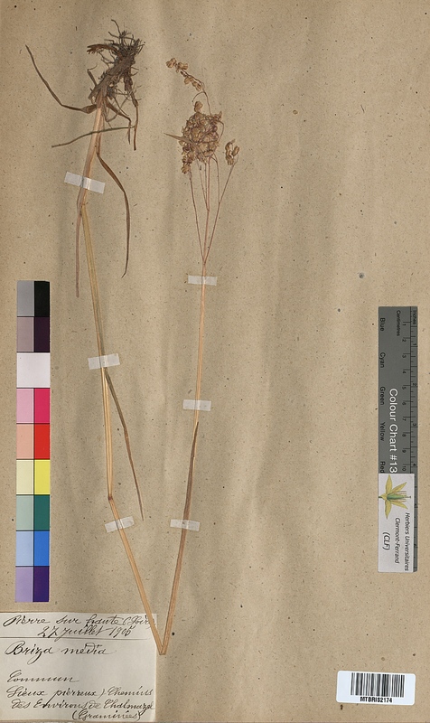 Briza media (Poaceae)