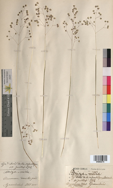 Briza media (Poaceae)
