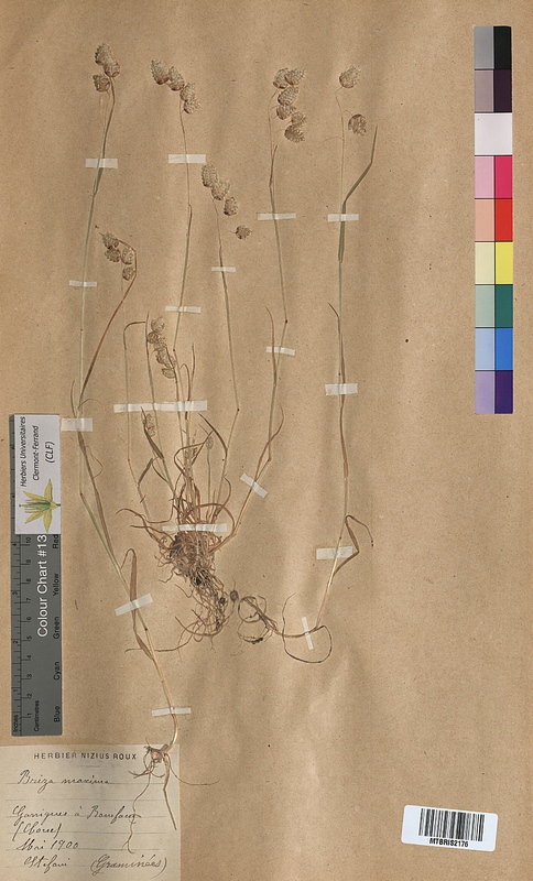 Briza maxima (Poaceae)