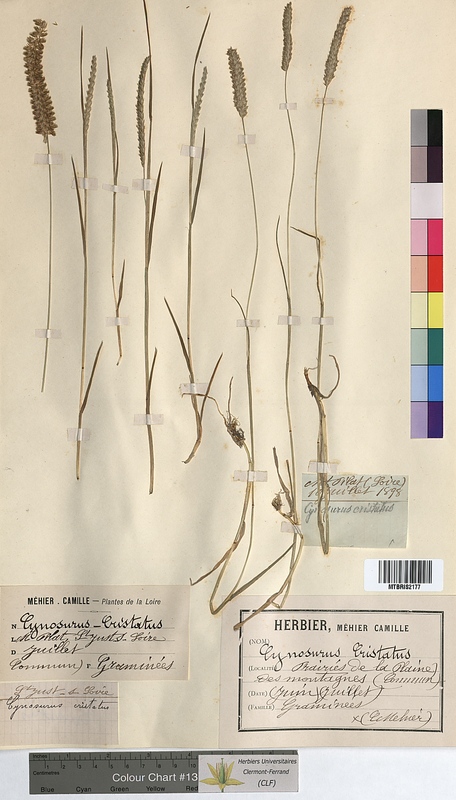 Cynosurus cristatus (Poaceae)