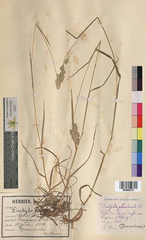 Dactylis glomerata (Poaceae)