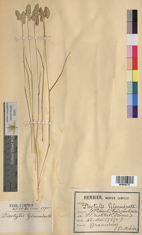 Dactylis glomerata (Poaceae)