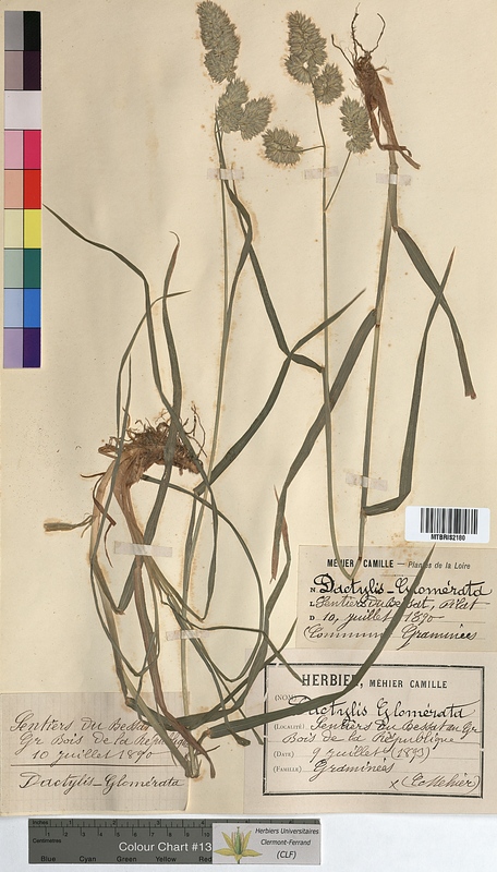 Dactylis glomerata (Poaceae)