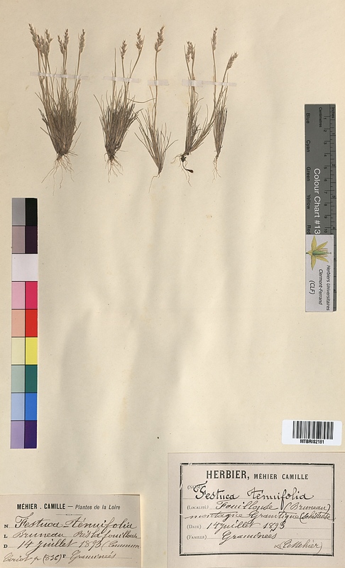 Festuca tenuifolia (Poaceae)